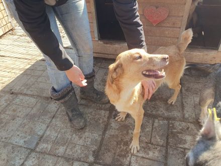 SANTOS  ca. 3 1/2-jähriger, aktiver, wunderschöner Rüde, ca.44 cm, anhänglicher, verspielter Rüde