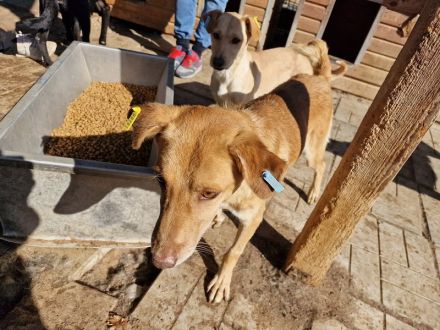 SANTOS  ca. 3 1/2-jähriger, aktiver, wunderschöner Rüde, ca.44 cm, anhänglicher, verspielter Rüde