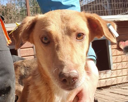 SANTOS  ca. 3 1/2-jähriger, aktiver, wunderschöner Rüde, ca.44 cm, anhänglicher, verspielter Rüde