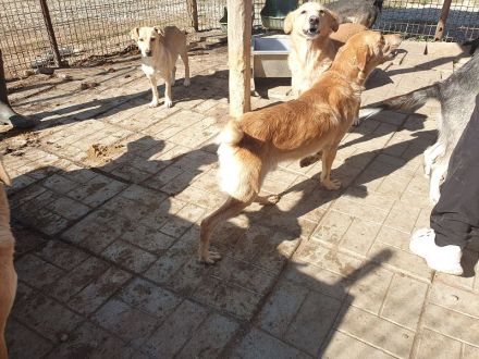 SANTOS  ca. 3 1/2-jähriger, aktiver, wunderschöner Rüde, ca.44 cm, anhänglicher, verspielter Rüde