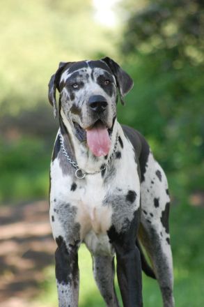 Deutsche Dogge Deckrüde, Harlekin (Gelb-Blauträger). Nicht sabbernd
