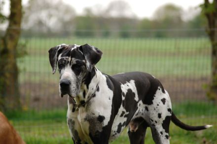 Deutsche Dogge Deckrüde, Harlekin (Gelb-Blauträger). Nicht sabbernd