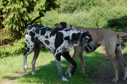 Deutsche Dogge Deckrüde, Harlekin (Gelb-Blauträger). Nicht sabbernd