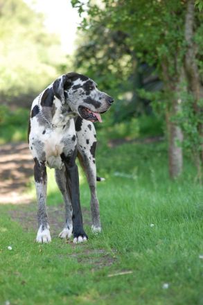 Deutsche Dogge Deckrüde, Harlekin (Gelb-Blauträger). Nicht sabbernd