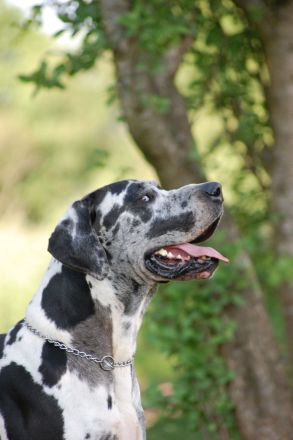 Deutsche Dogge Deckrüde, Harlekin (Gelb-Blauträger). Nicht sabbernd