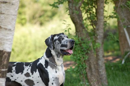 Deutsche Dogge Deckrüde, Harlekin (Gelb-Blauträger). Nicht sabbernd