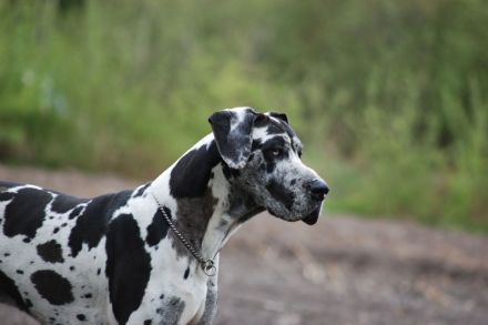 Deutsche Dogge Deckrüde, Harlekin (Gelb-Blauträger). Nicht sabbernd