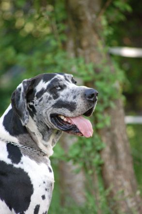 Deutsche Dogge Deckrüde, Harlekin (Gelb-Blauträger). Nicht sabbernd