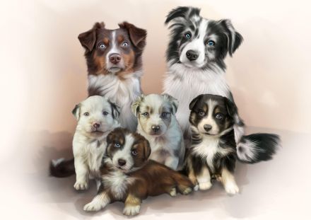 Miniature Australian Shepherd Deckrüde