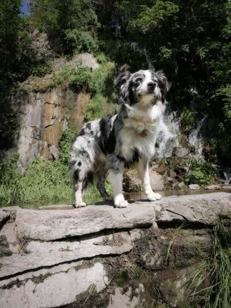 Miniature Australian Shepherd Deckrüde