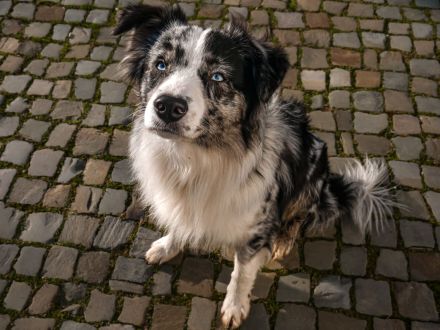 Miniature Australian Shepherd Deckrüde