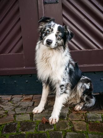 Miniature Australian Shepherd Deckrüde