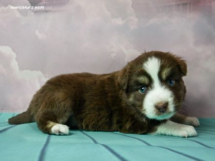 Miniature Australian Shepherd Deckrüde