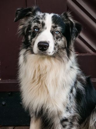 Miniature Australian Shepherd Deckrüde