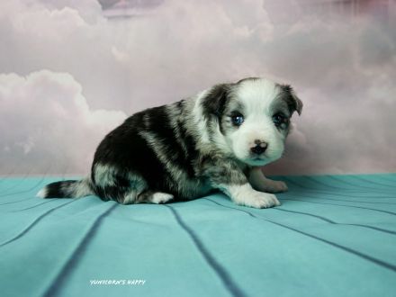 Miniature Australian Shepherd Deckrüde