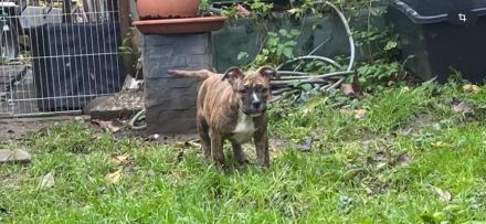 Bulldoggen mix Welpen