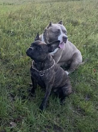 Bulldoggen mix Welpen