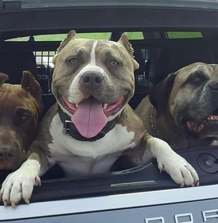 Bulldoggen mix Welpen