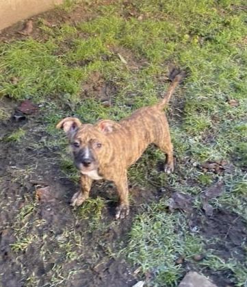 Bulldoggen mix Welpen