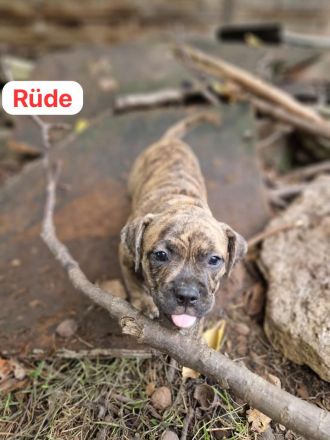 Bulldoggen mix Welpen