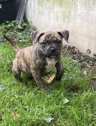 Bulldoggen mix Welpen