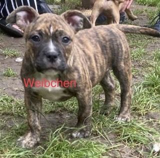 Bulldoggen mix Welpen