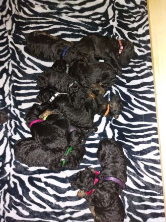 Großpudel Welpen in black and tan und schwarz