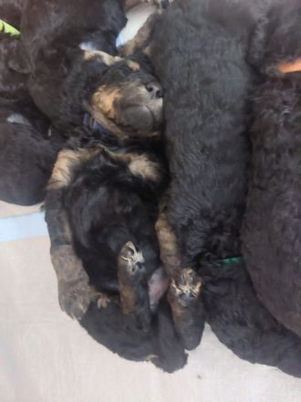 Großpudel Welpen in black and tan und schwarz