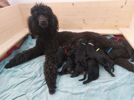 Großpudel Welpen in black and tan und schwarz