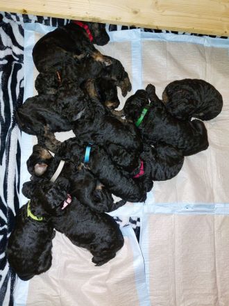 Großpudel Welpen in black and tan und schwarz