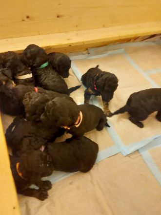 Großpudel Welpen in black and tan und schwarz