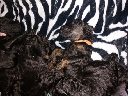 Großpudel Welpen in black and tan und schwarz