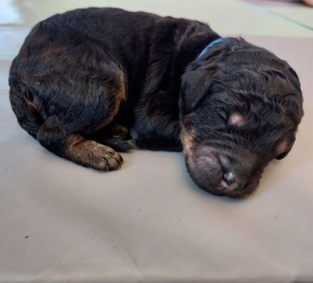 Großpudel Welpen in black and tan und schwarz