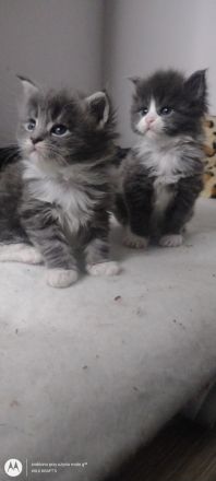 Drei Maine Conn Mädchen mit Stammbaum