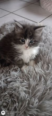 Drei Maine Conn Mädchen mit Stammbaum