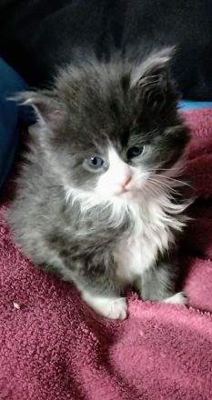 Drei Maine Conn Mädchen mit Stammbaum