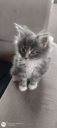 Drei Maine Conn Mädchen mit Stammbaum