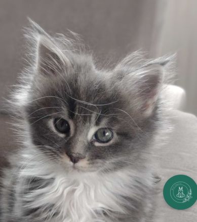 Drei Maine Conn Mädchen mit Stammbaum