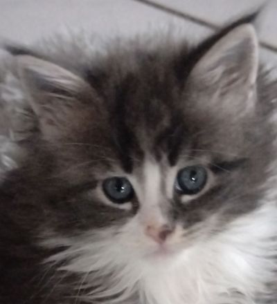 Drei Maine Conn Mädchen mit Stammbaum