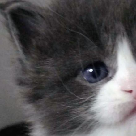 Drei Maine Conn Mädchen mit Stammbaum