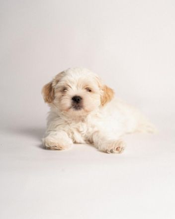 Shih tzu Malteser Welpen