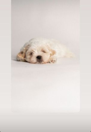 Shih tzu Malteser Welpen