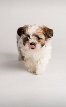 Shih tzu Malteser Welpen