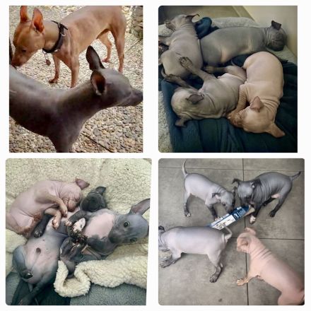 Welpen. American Hairless Terrier. Mit Schnurrbart.