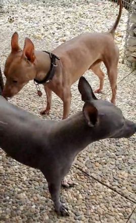 Welpen. American Hairless Terrier. Mit Schnurrbart.