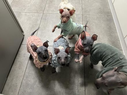 Welpen. American Hairless Terrier. Mit Schnurrbart.