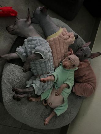 Welpen. American Hairless Terrier. Mit Schnurrbart.