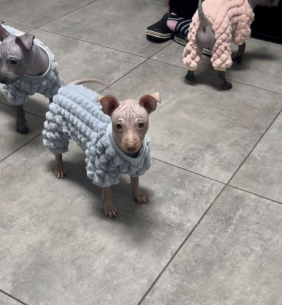 Welpen. American Hairless Terrier. Mit Schnurrbart.