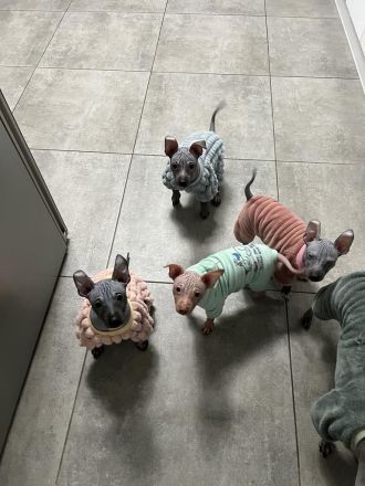 Welpen. American Hairless Terrier. Mit Schnurrbart.