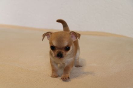 Wunderschöne Chihuahua-Welpen